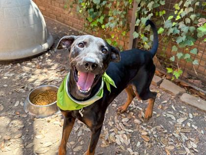 Enlarge Randy, a Adoptable mixed breed in San Antonio, TX image 1/3