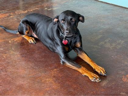 Enlarge Randy, a Adoptable mixed breed in San Antonio, TX image 2/3