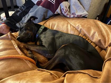 Enlarge Randy, a Adoptable mixed breed in San Antonio, TX image 3/3