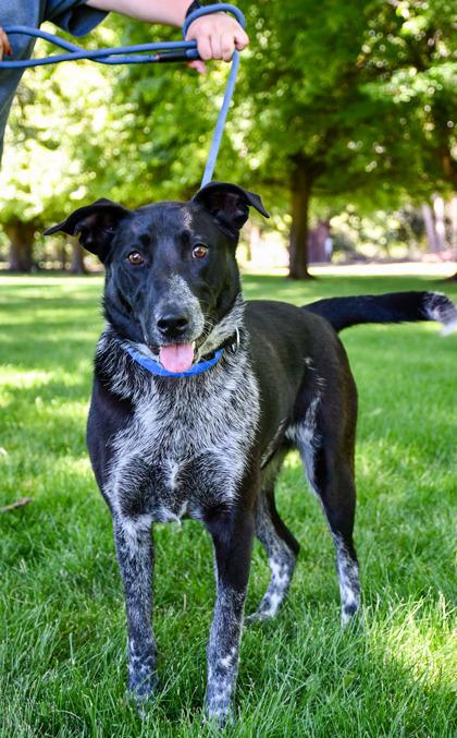 Lucy, Adoptable, Adult Female Labrador Retriever & Cattle Dog.