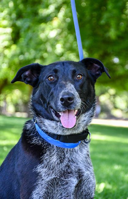 Enlarge Lucy, a Adoptable mixed breed in Yakima, WA image 2/3