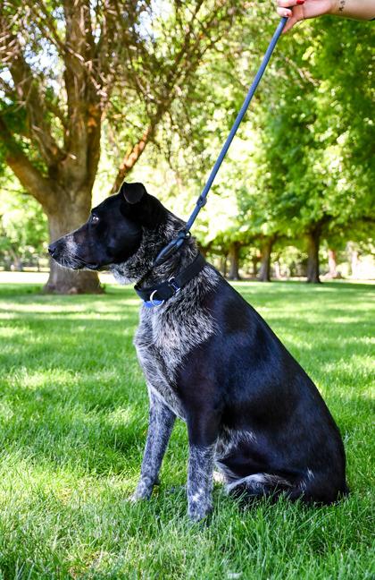 Enlarge Lucy, a Adoptable mixed breed in Yakima, WA image 3/3