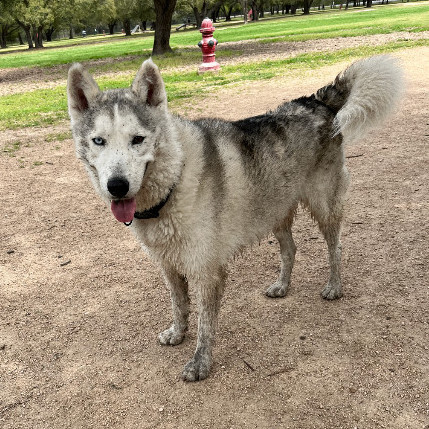 Enlarge Coco 2, a Adoptable Siberian Husky in West Suffield, CT image 5/6