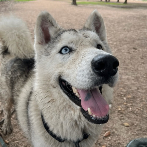 Enlarge Coco 2, a Adoptable Siberian Husky in West Suffield, CT image 6/6