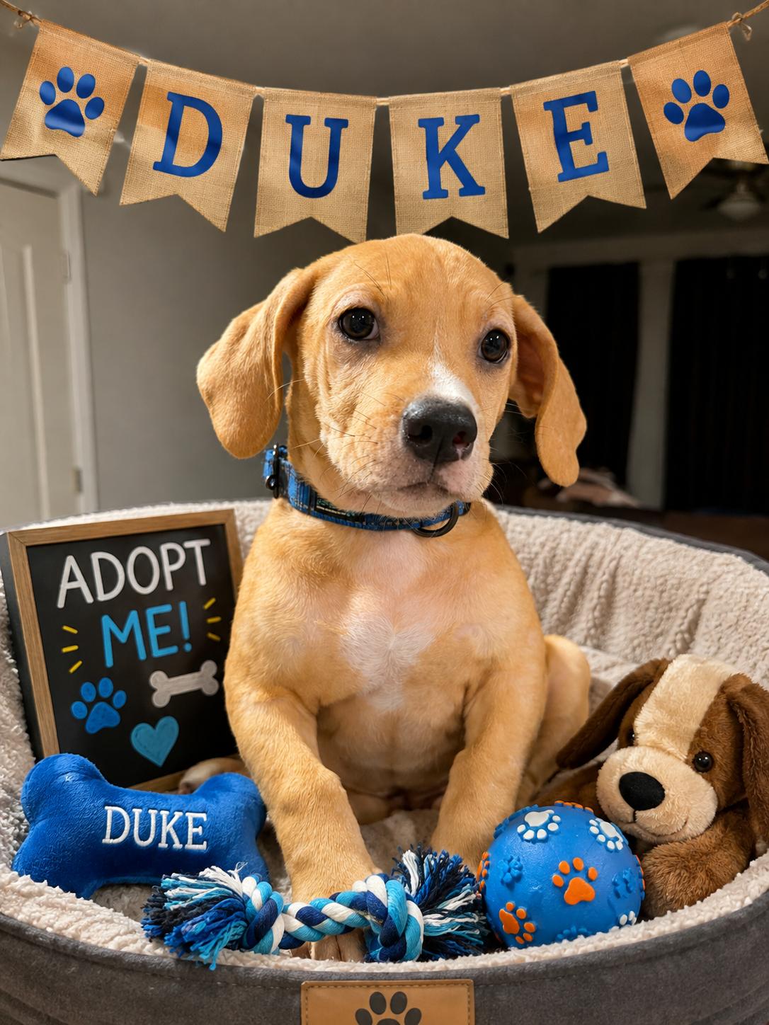 Duke, Adoptable, Young Male Beagle.