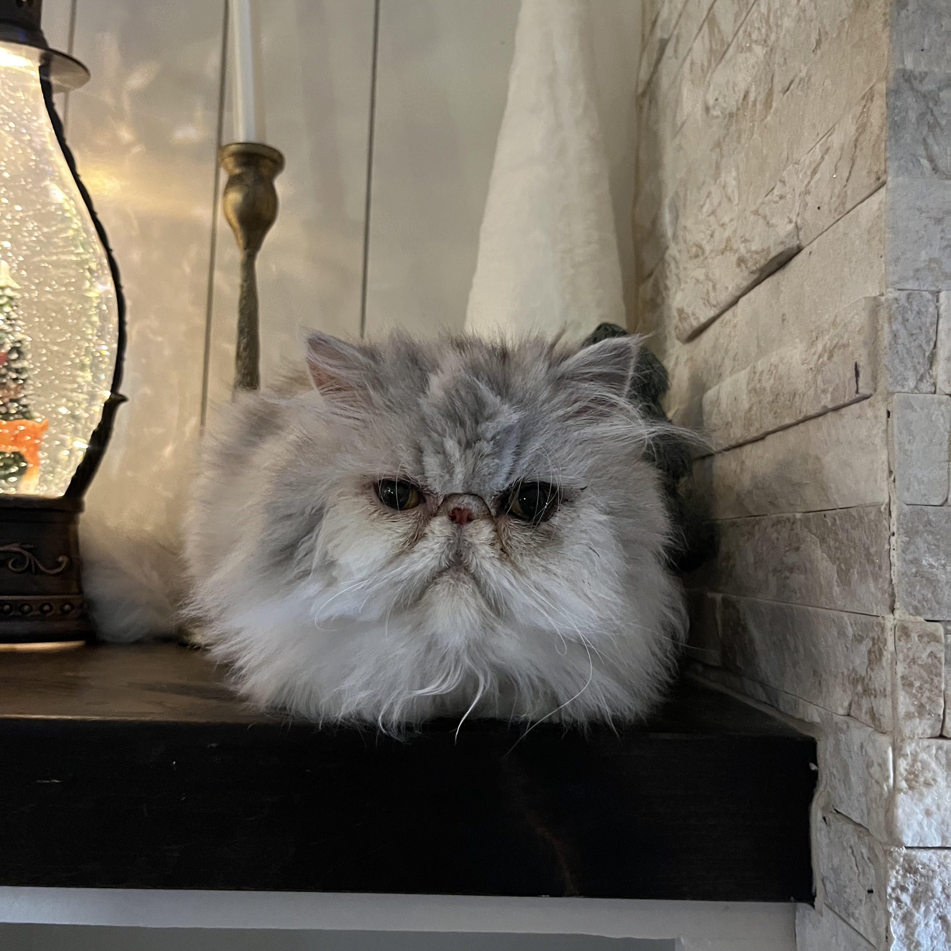 Pearl , ADOPTABLE, Senior Female Persian.