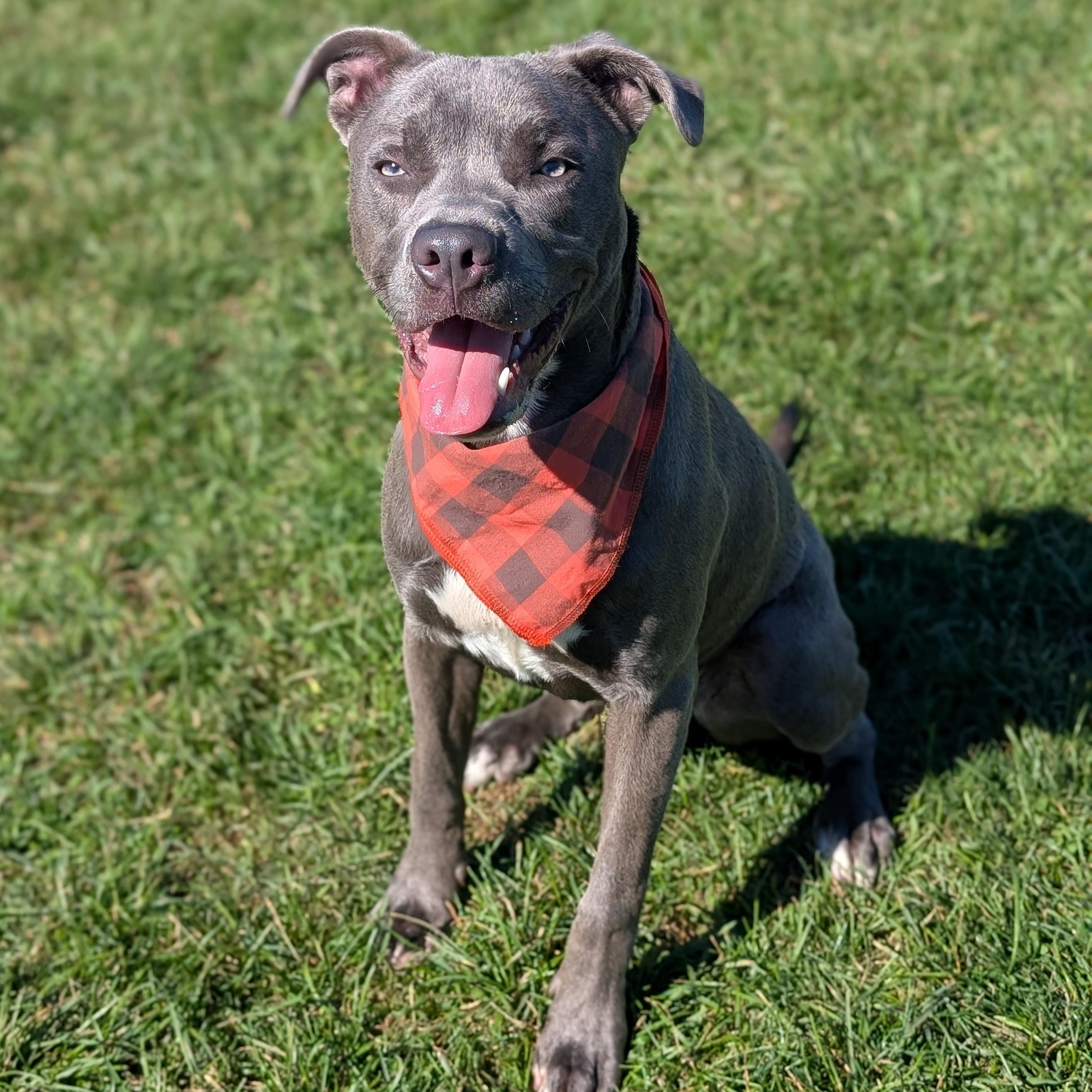 Enlarge 187387 Grayson, a Adoptable Pit Bull Terrier image 5/5