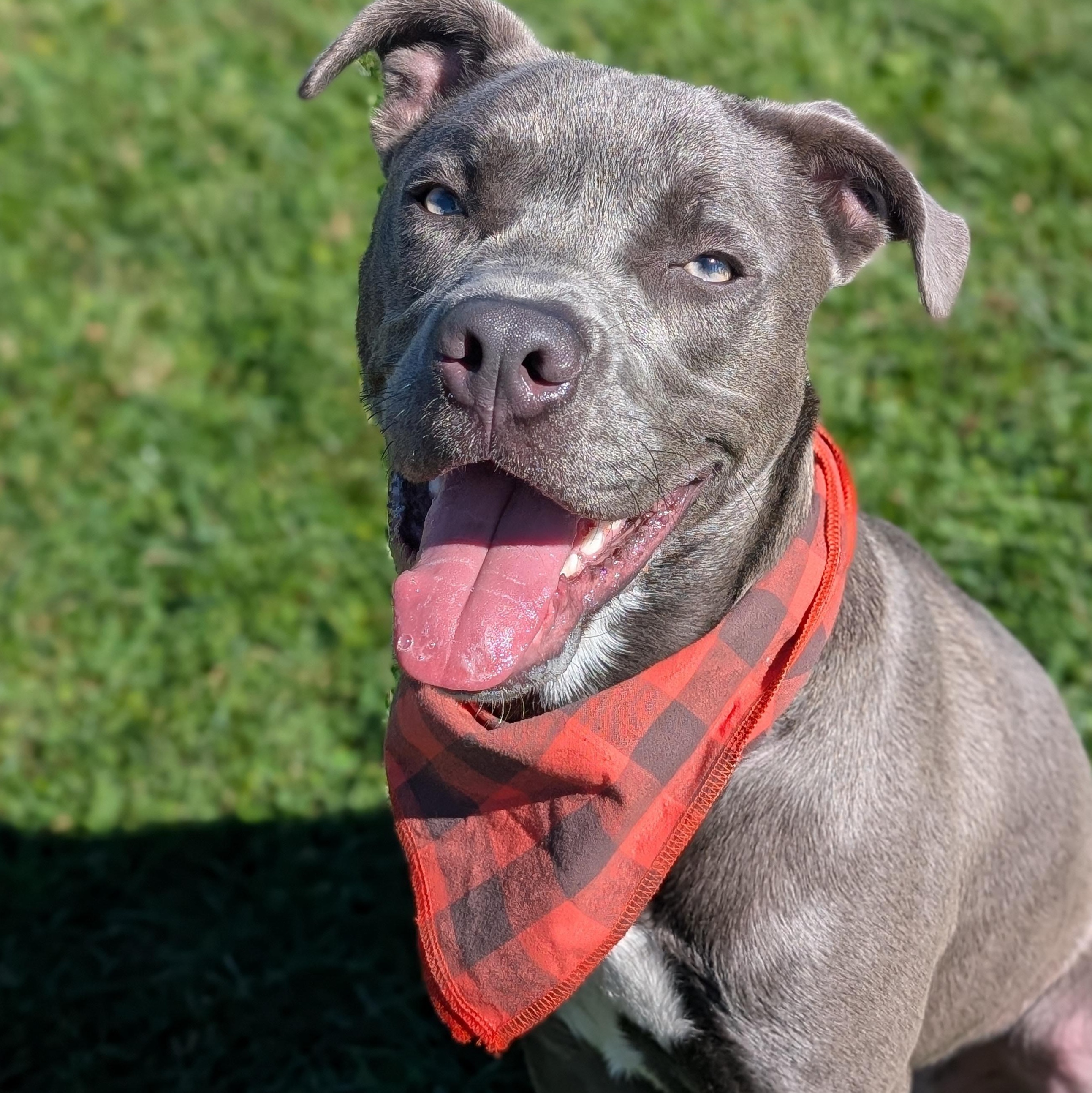 Enlarge 187387 Grayson, a Adoptable Pit Bull Terrier image 4/5