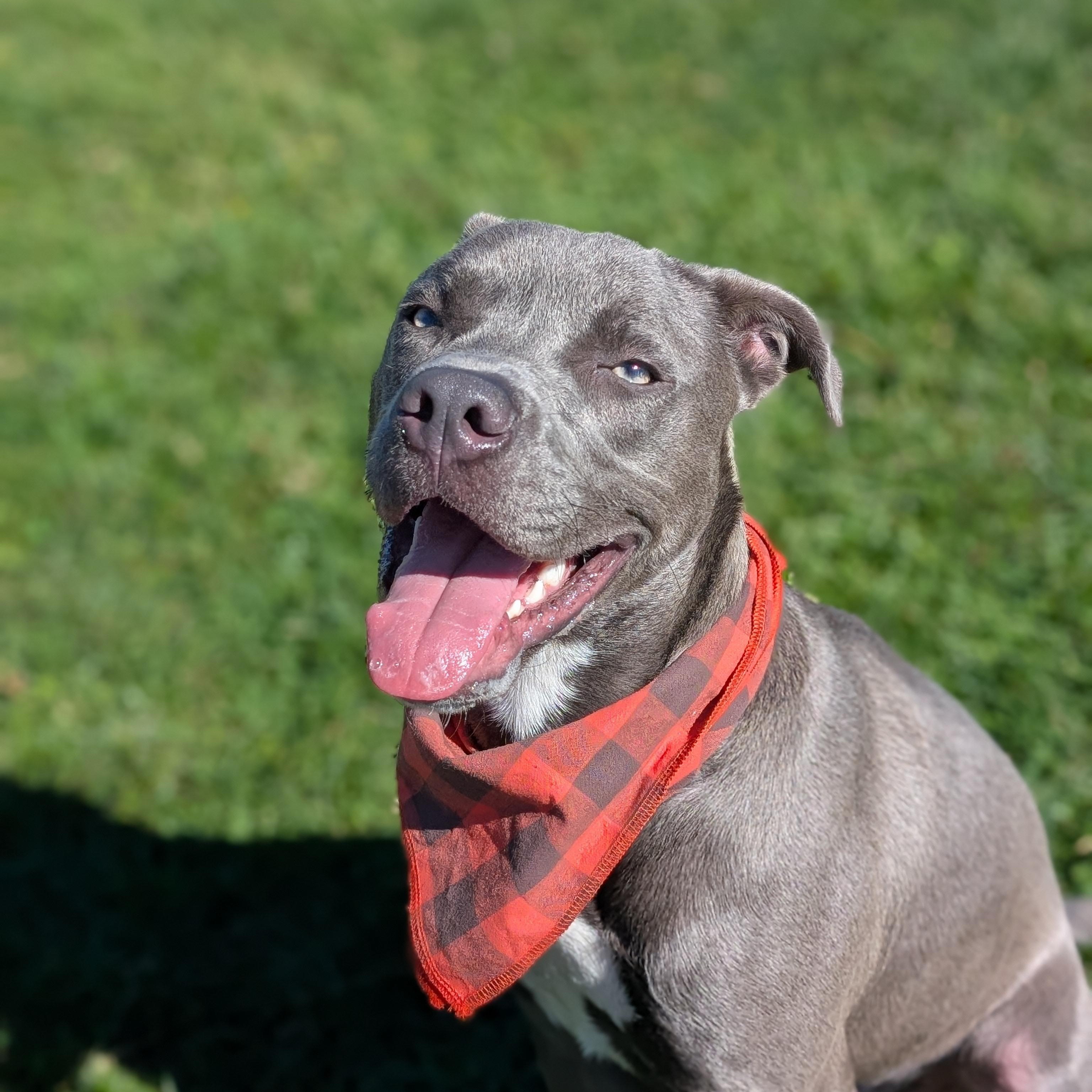 Enlarge 187387 Grayson, a Adoptable Pit Bull Terrier image 3/5