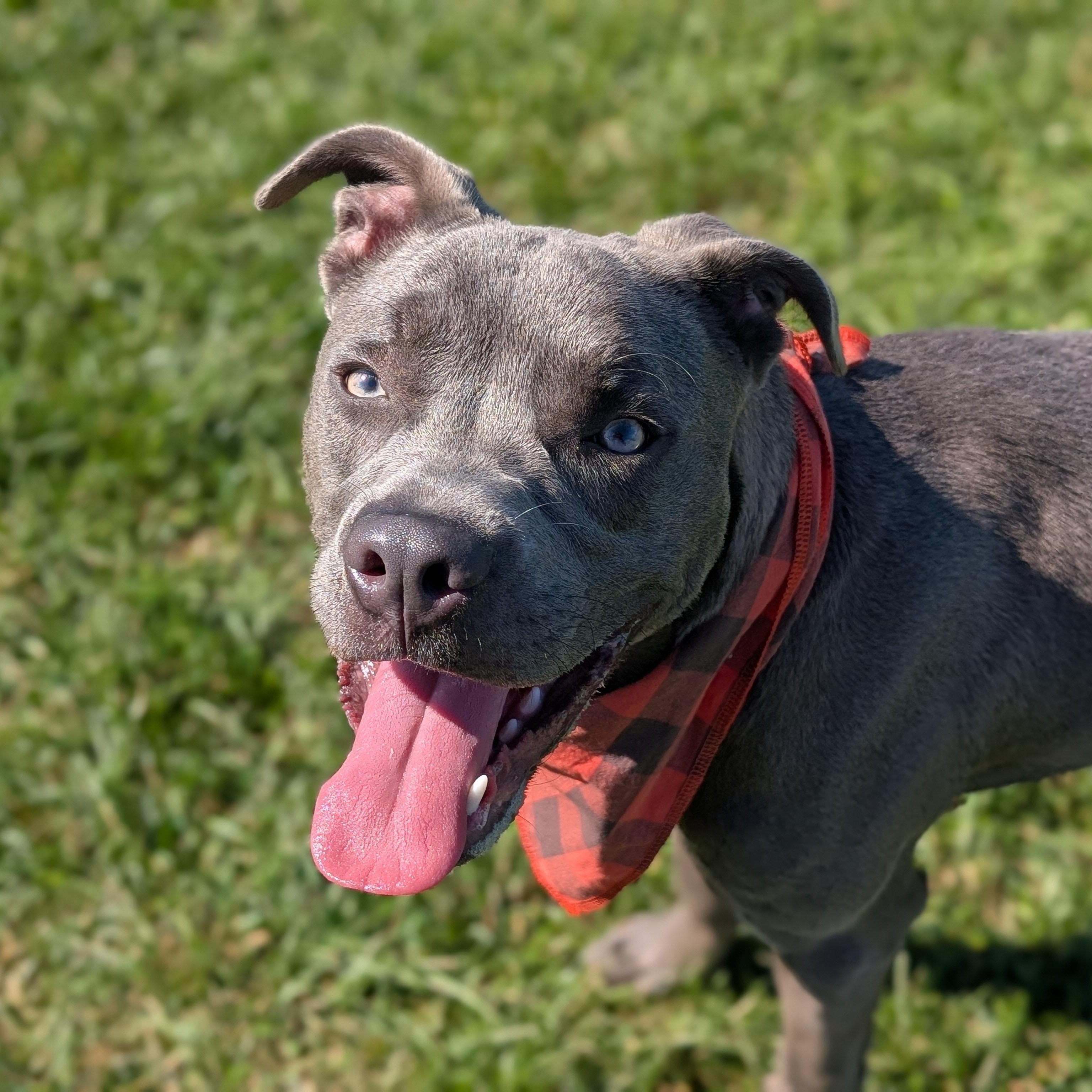 Enlarge 187387 Grayson, a Adoptable Pit Bull Terrier image 1/5