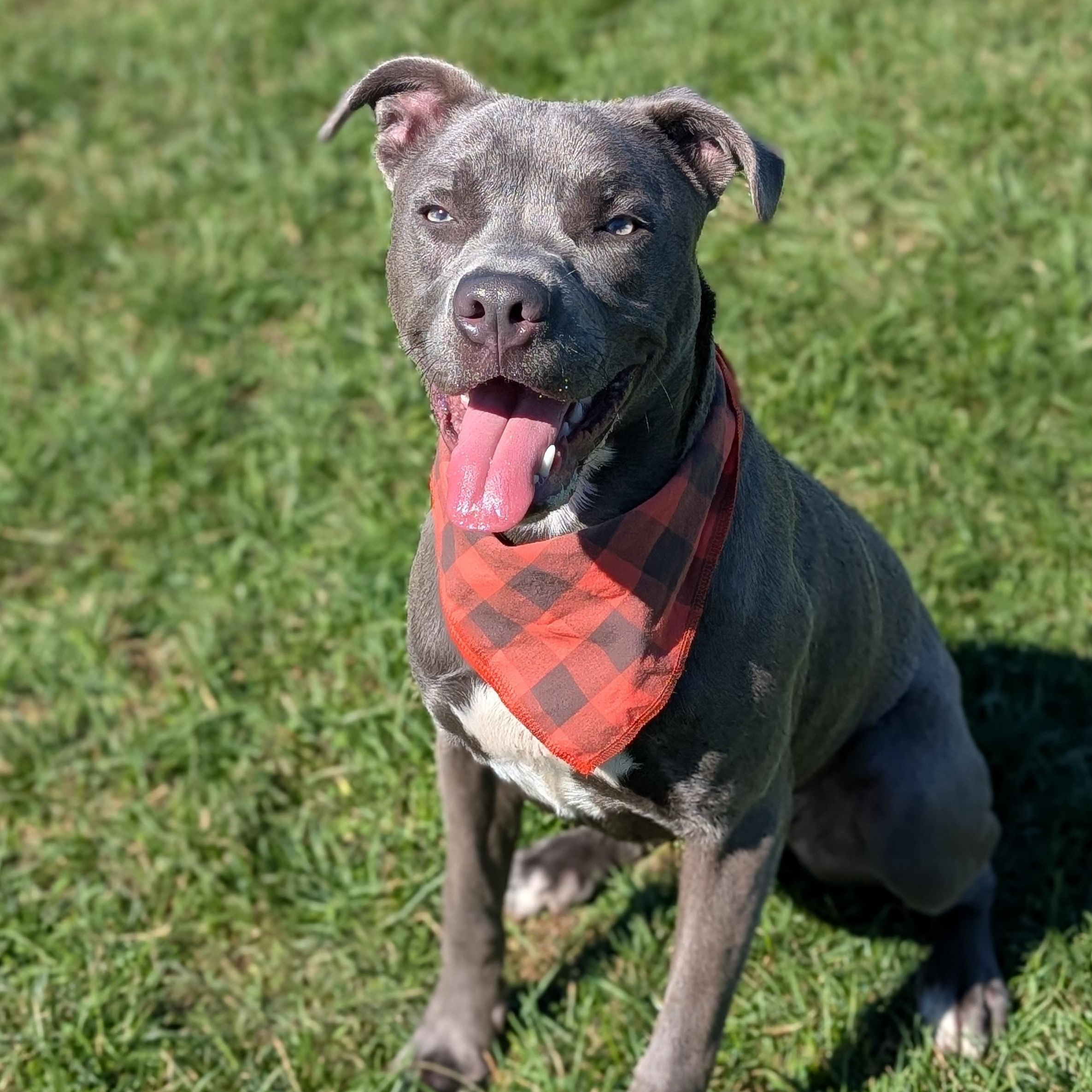 Enlarge 187387 Grayson, a Adoptable Pit Bull Terrier image 2/5