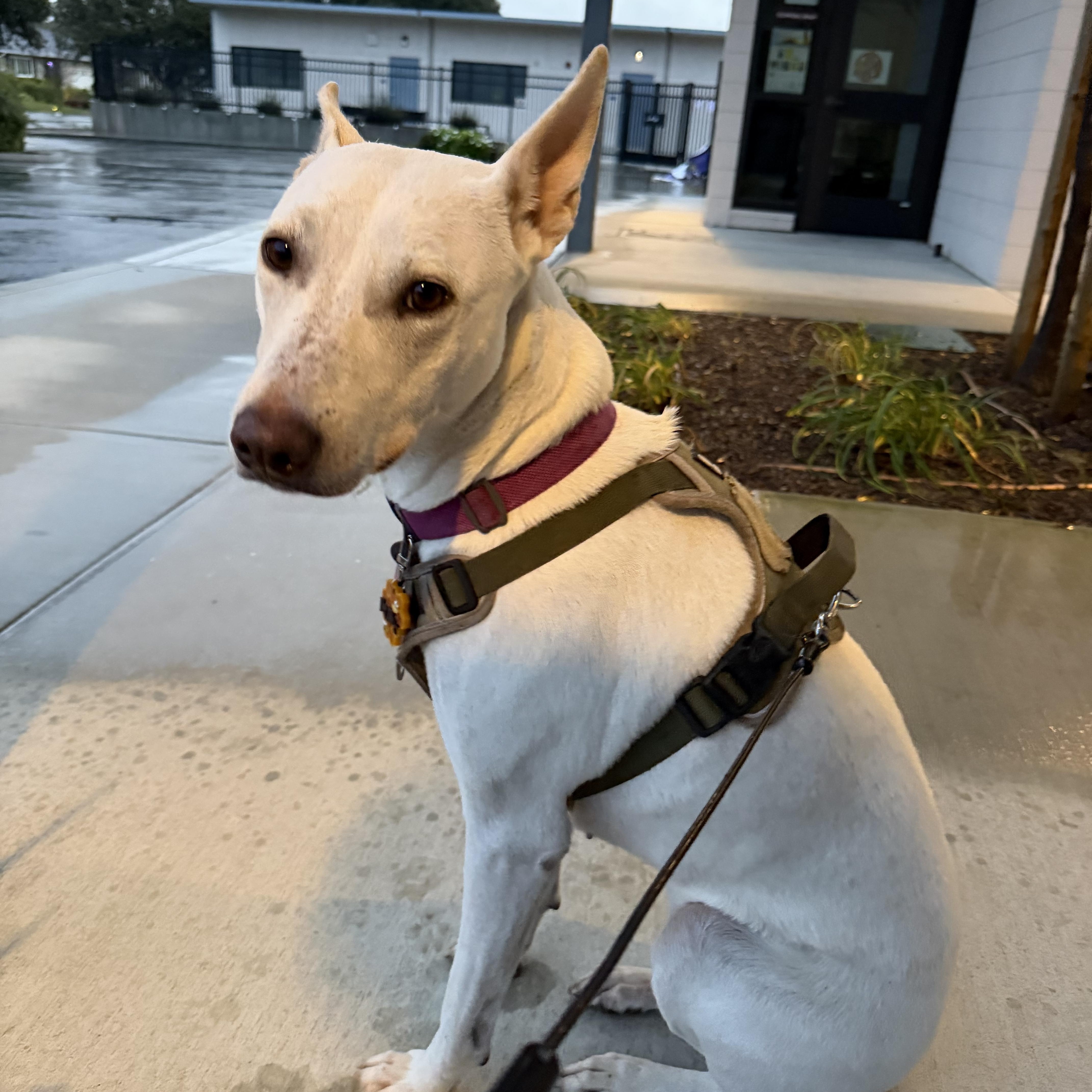 Rudy, a Adoptable mixed breed in San Jose, CA image 4/5
