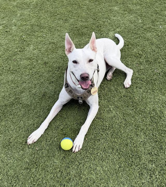 Rudy, Adoptable, Adult Female Jindo & Doberman Pinscher.