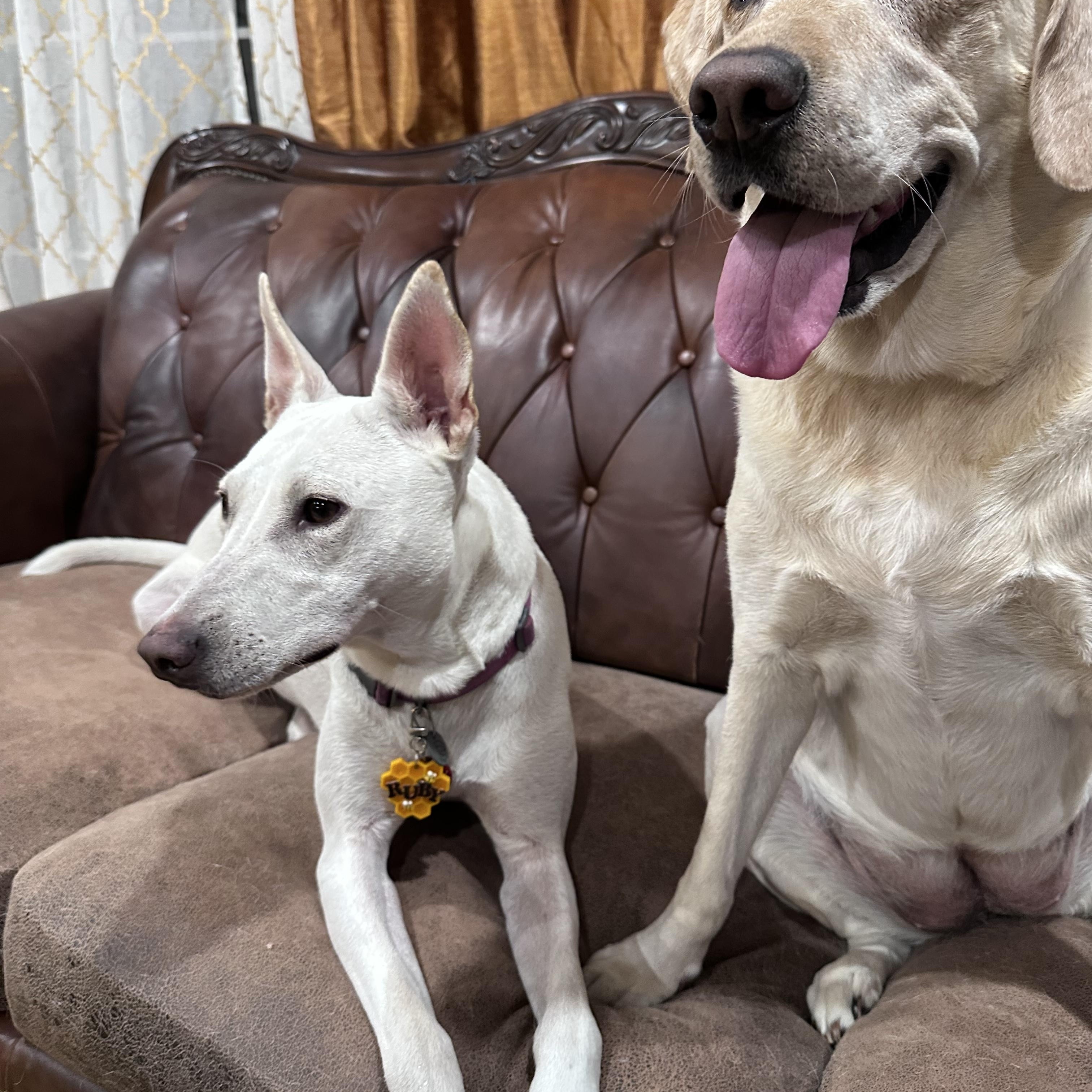 Rudy, a Adoptable mixed breed in San Jose, CA image 5/5