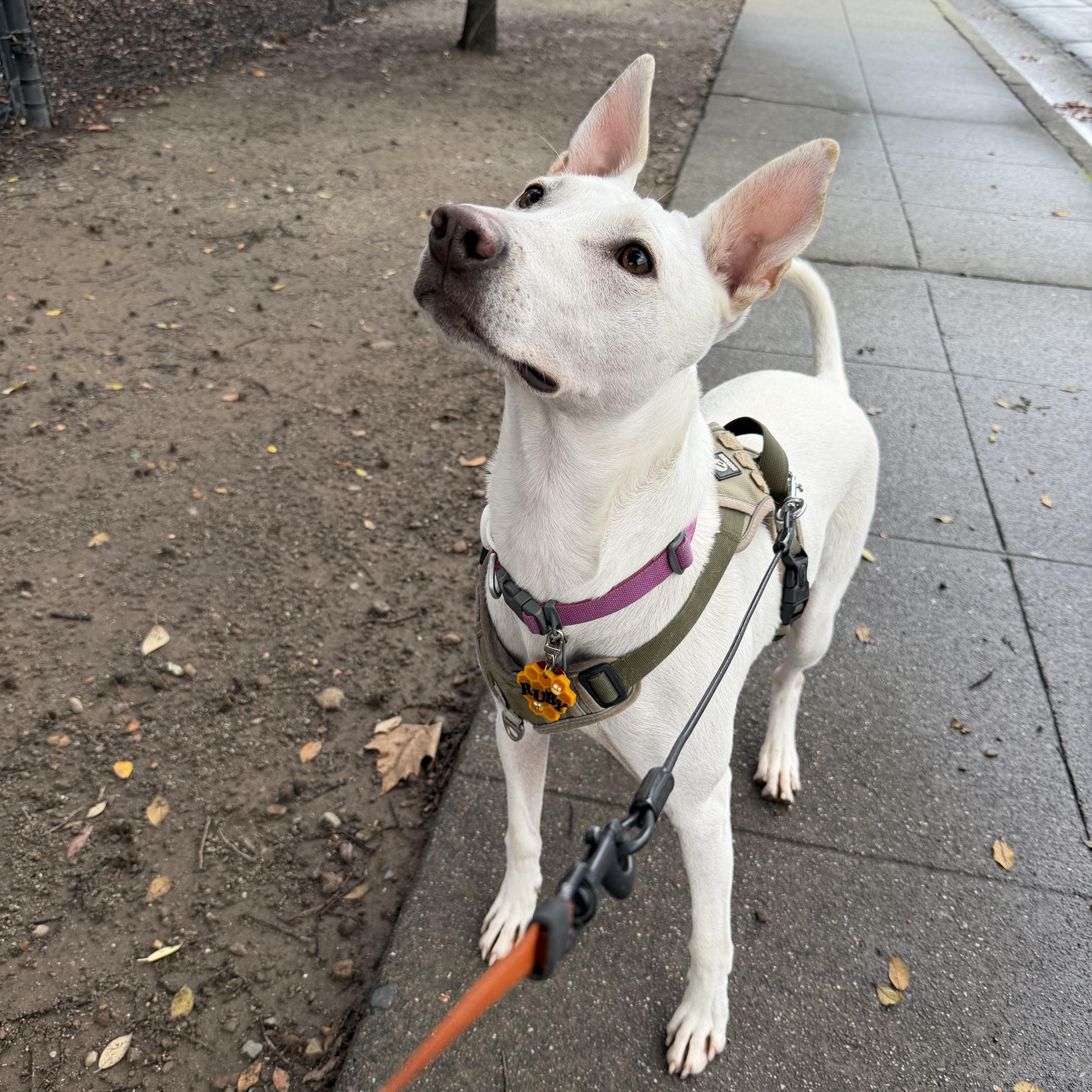 Rudy, a Adoptable mixed breed in San Jose, CA image 1/5