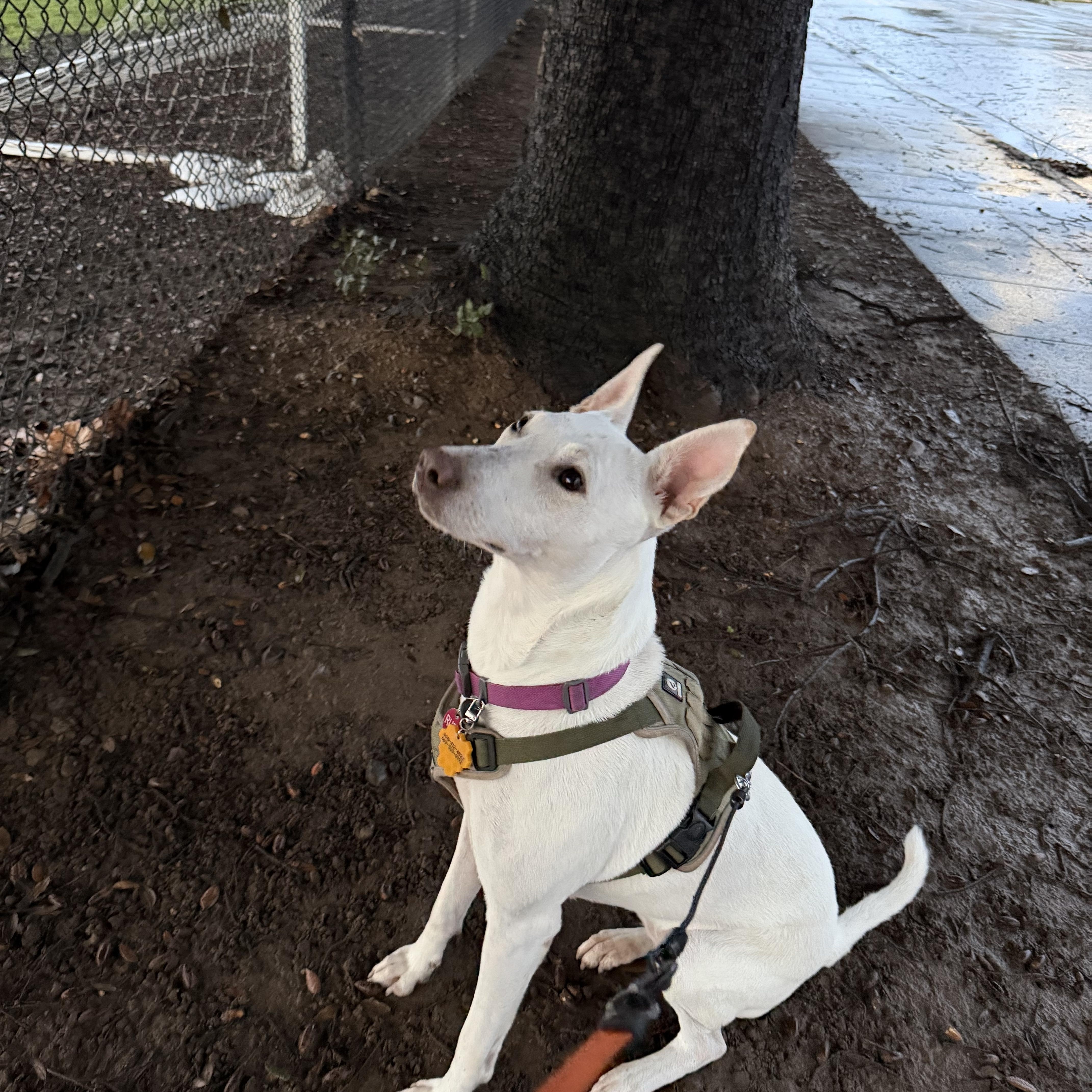 Rudy, a Adoptable mixed breed in San Jose, CA image 3/5