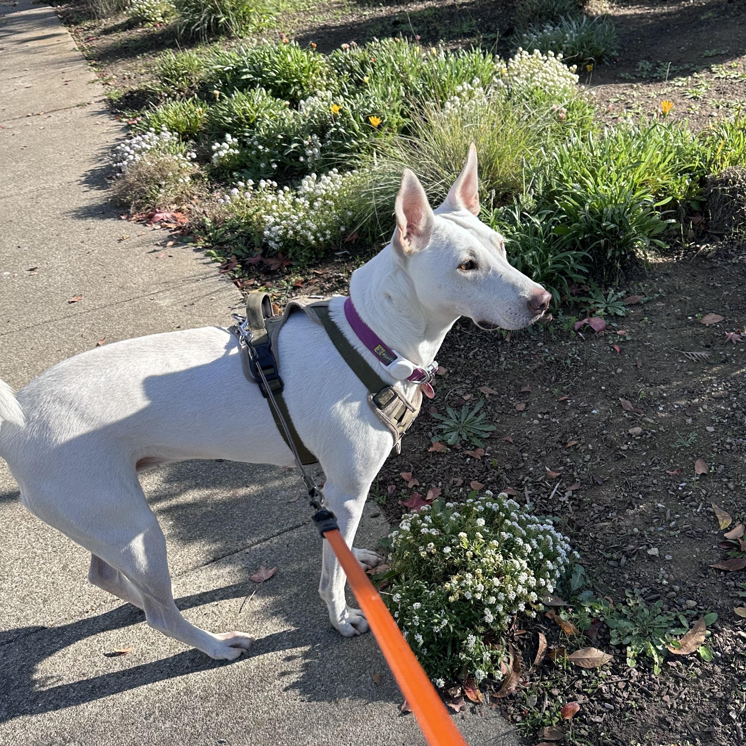 Rudy, a Adoptable mixed breed in San Jose, CA image 2/5