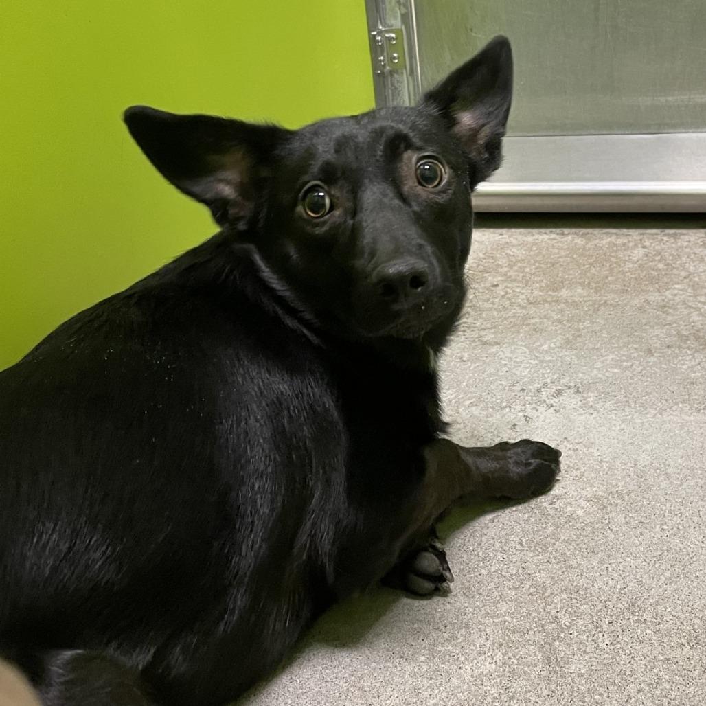 Enlarge Huckleberry  (pka Raj), a Adoptable mixed breed in Spokane, WA image 1/3