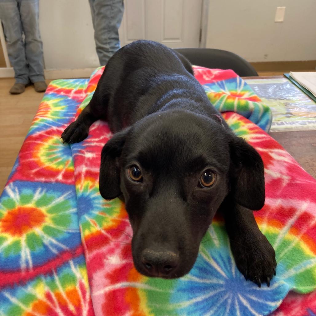 Enlarge Huckleberry  (pka Raj), a Adoptable mixed breed in Spokane, WA image 2/3