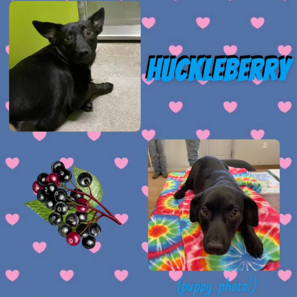 Enlarge Huckleberry  (pka Raj), a Adoptable mixed breed in Spokane, WA image 3/3