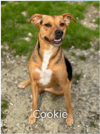 Cookie, Adopted, Young Female Beagle.
