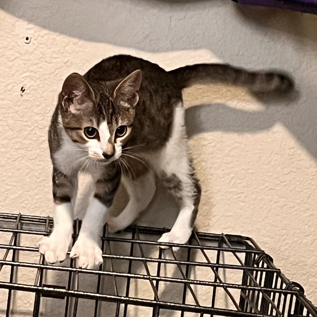 Enlarge Violet, a Adoptable Domestic Short Hair in Los Angeles, CA image 1/2