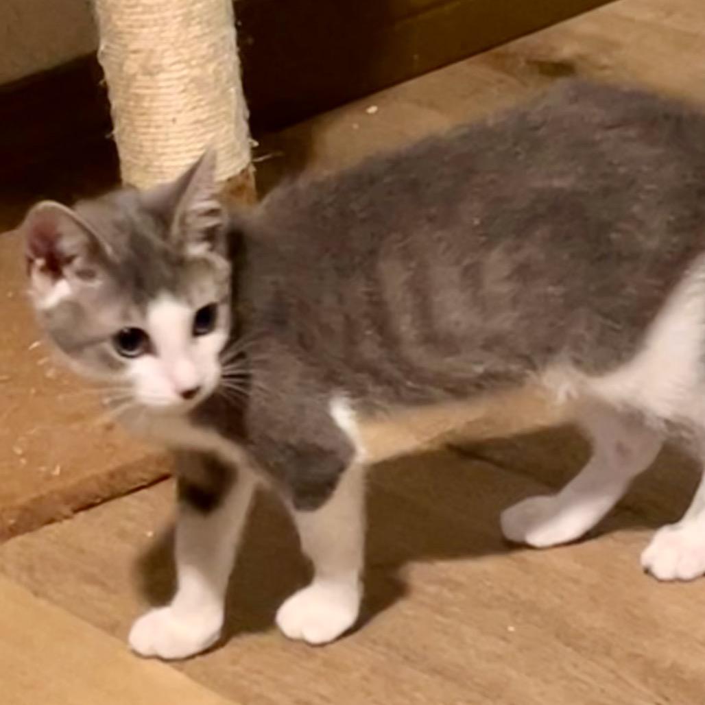 Enlarge Violet, a Adoptable Domestic Short Hair in Los Angeles, CA image 2/2