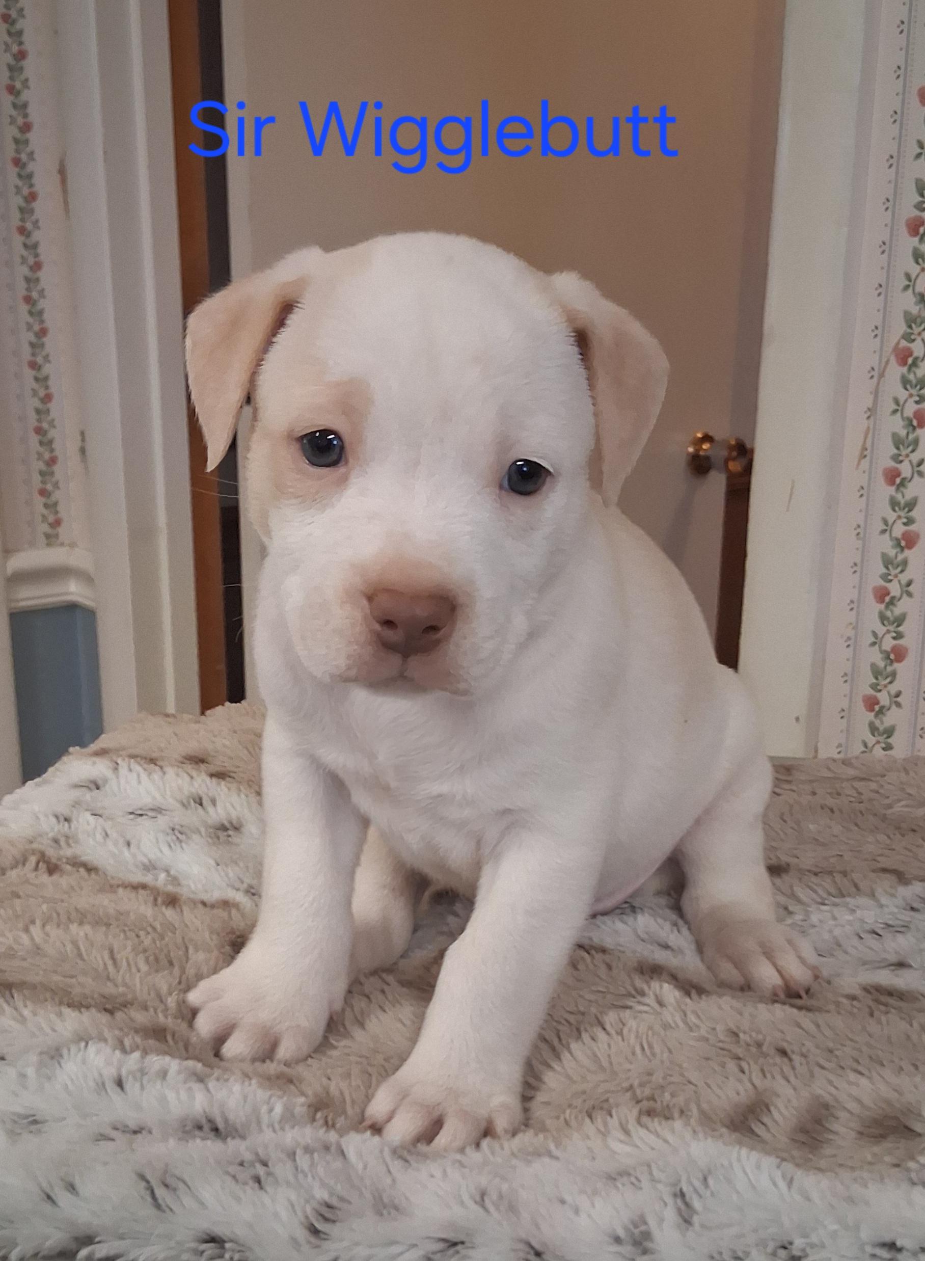 Sir Wigglebutt, Adopted, Young Male American Bulldog & Labrador Retriever.