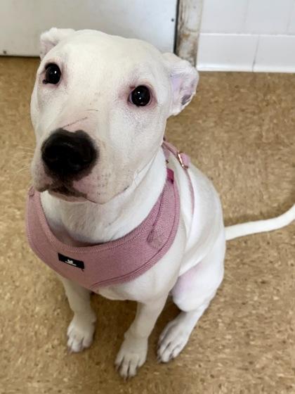 Tooth Fairy — thumbnail 2