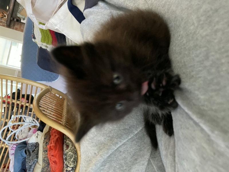 Pothole, Adopted, Kitten Male Domestic Long Hair.