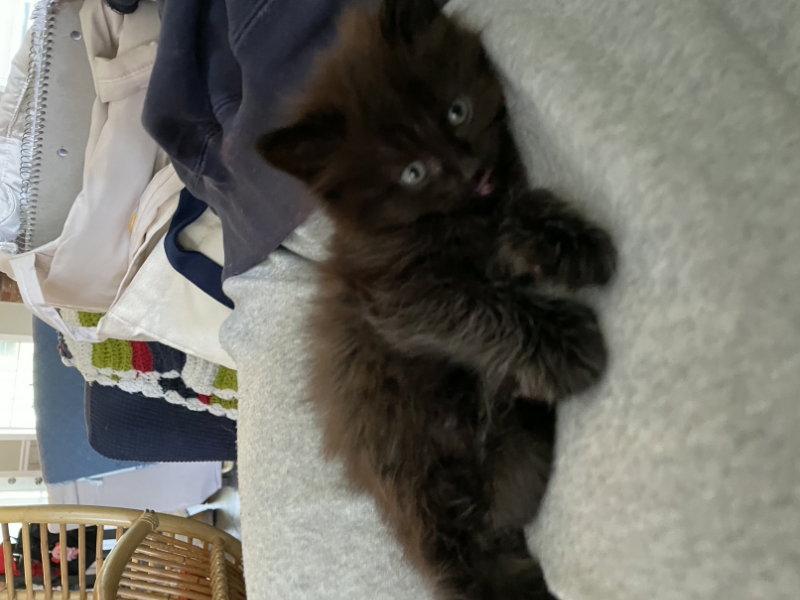 Pothole, a Adopted Domestic Long Hair in Pineville, LA image 2/3