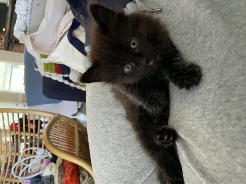 Pothole, a Adopted Domestic Long Hair in Pineville, LA image 3/3