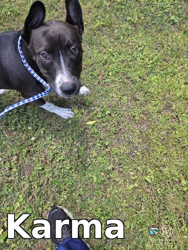 Enlarge Karma, a Adoptable Pit Bull Terrier in Rocky Mount, NC image 1/1