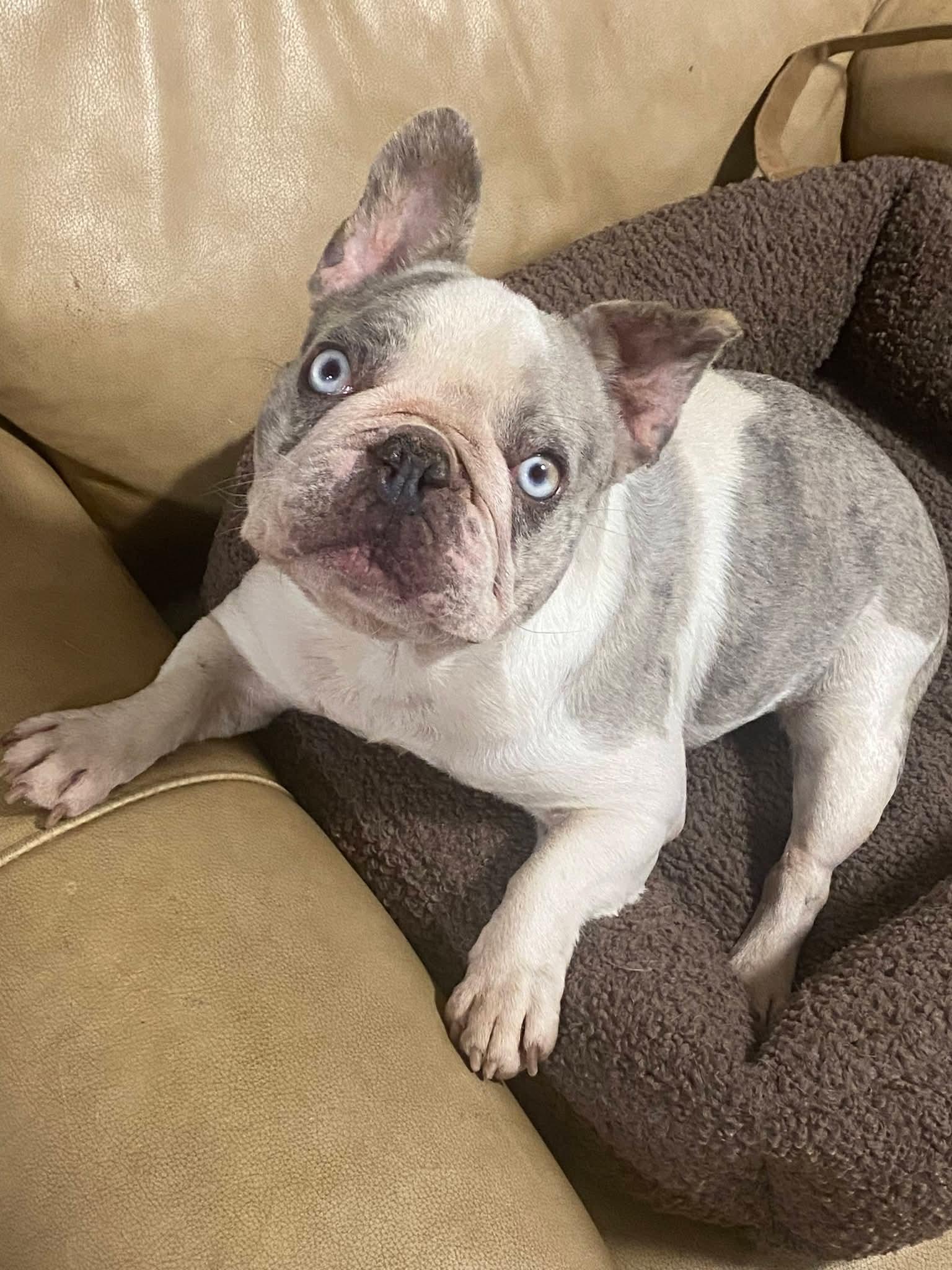 Enlarge Olivia, a ADOPTABLE French Bulldog in Oakland, CA image 2/6