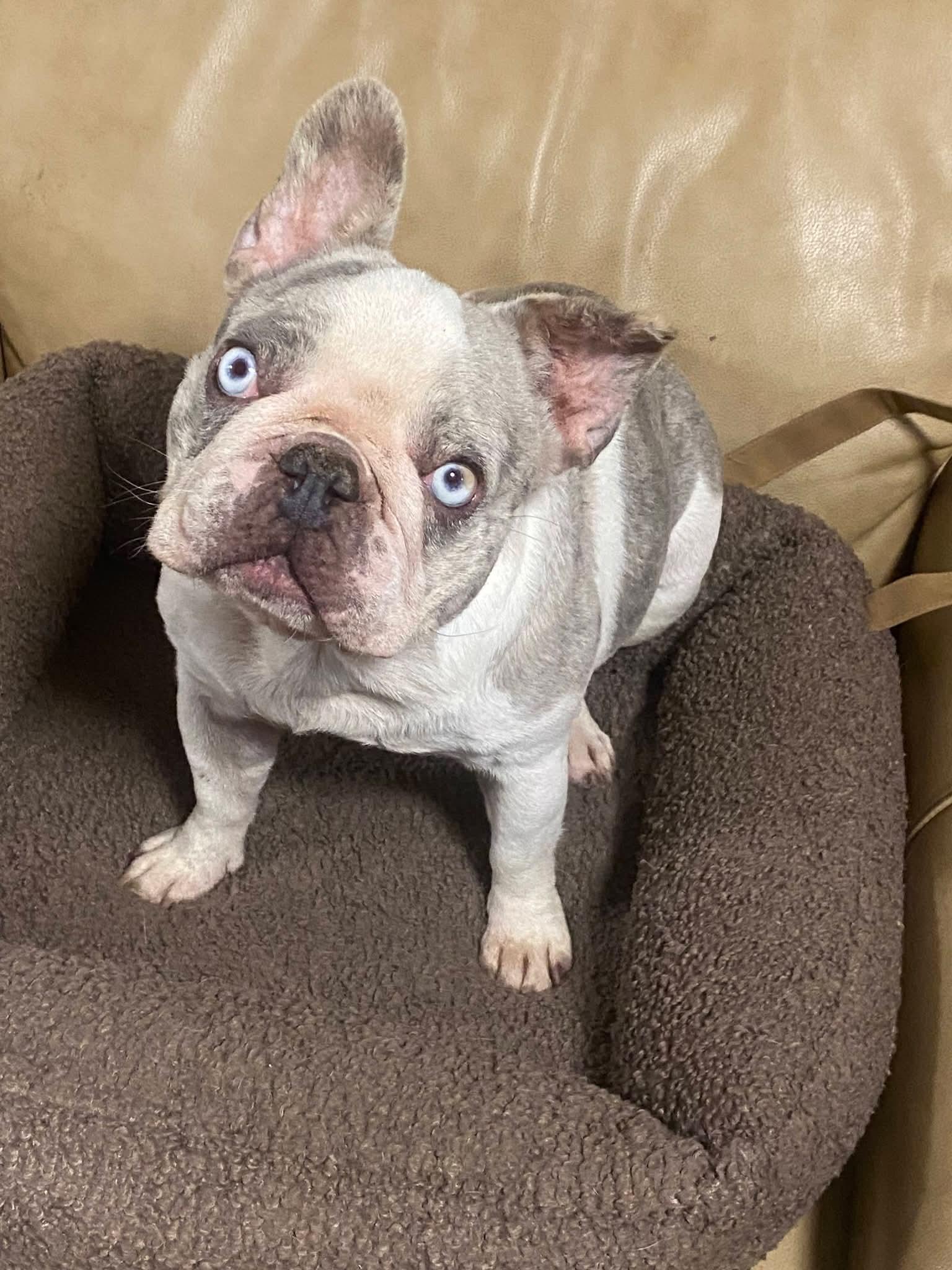 Olivia, ADOPTABLE, Adult Female French Bulldog.