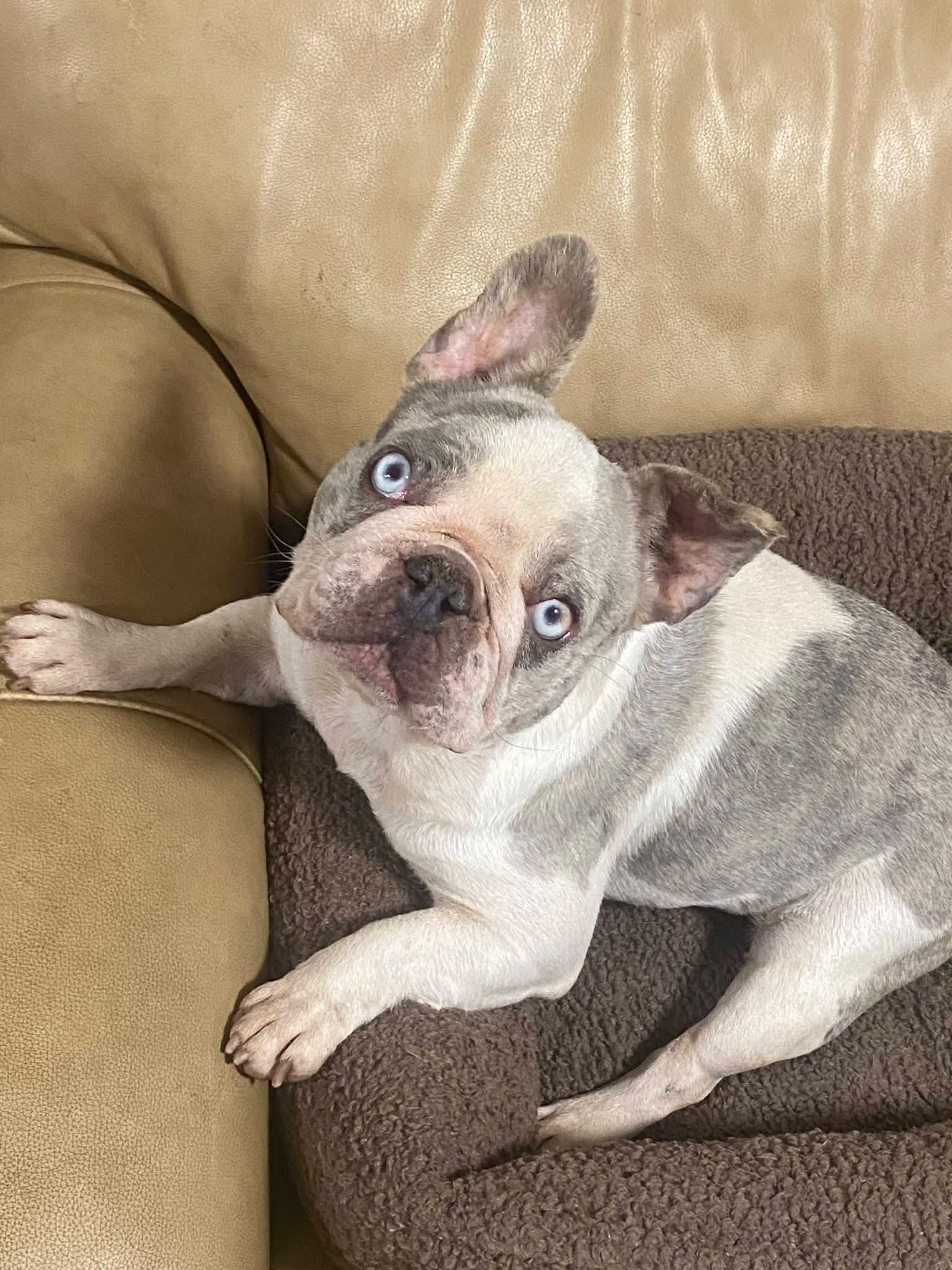 Enlarge Olivia, a ADOPTABLE French Bulldog in Oakland, CA image 5/6