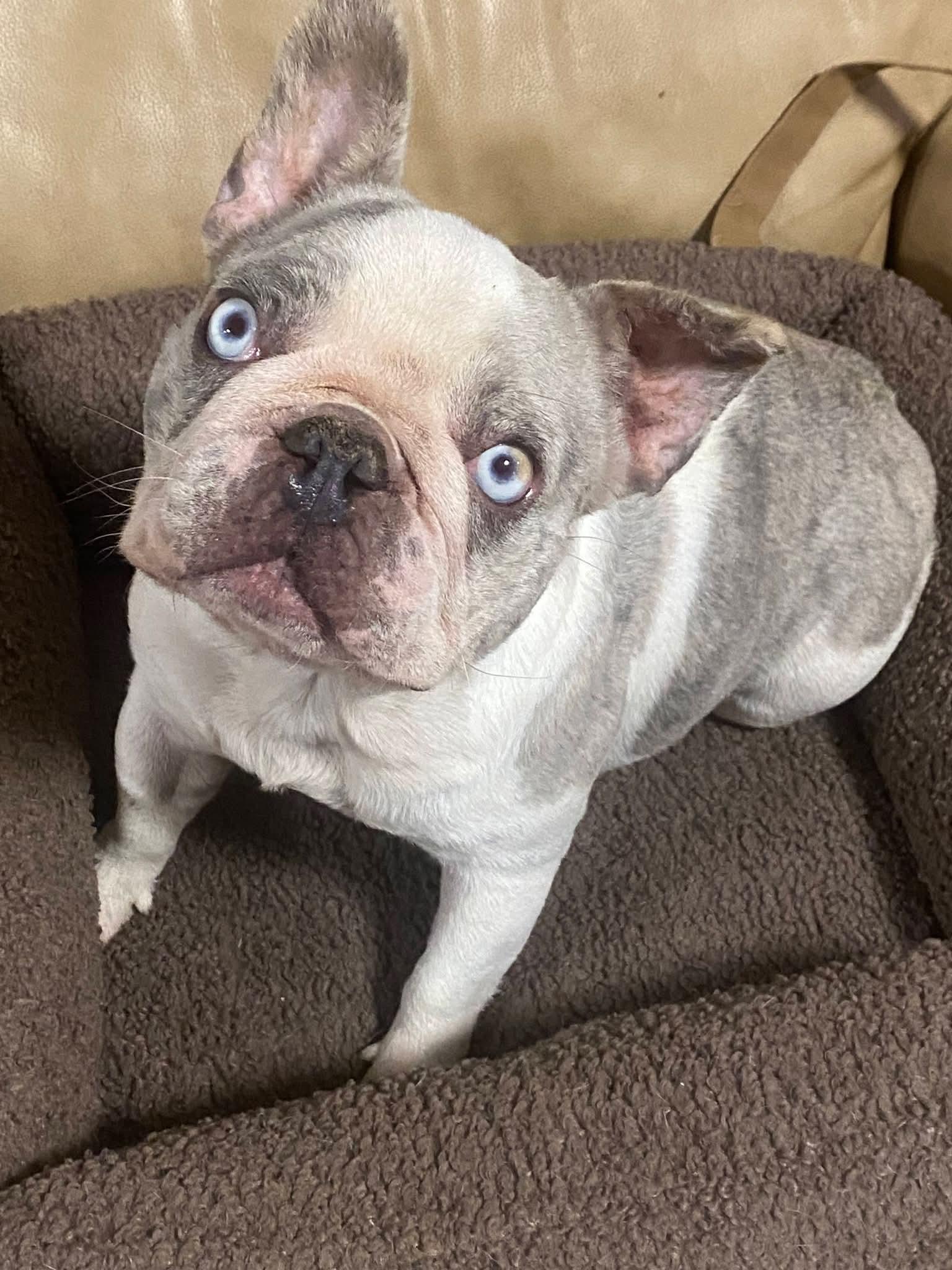 Enlarge Olivia, a ADOPTABLE French Bulldog in Oakland, CA image 3/6