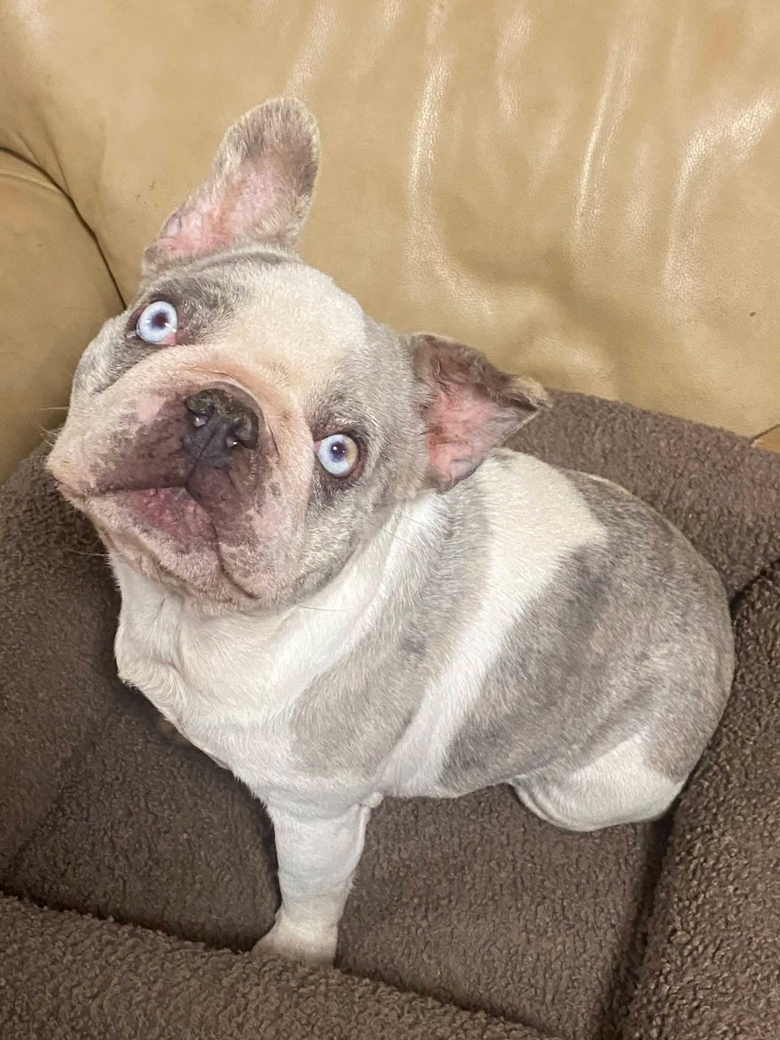 Enlarge Olivia, a ADOPTABLE French Bulldog in Oakland, CA image 6/6