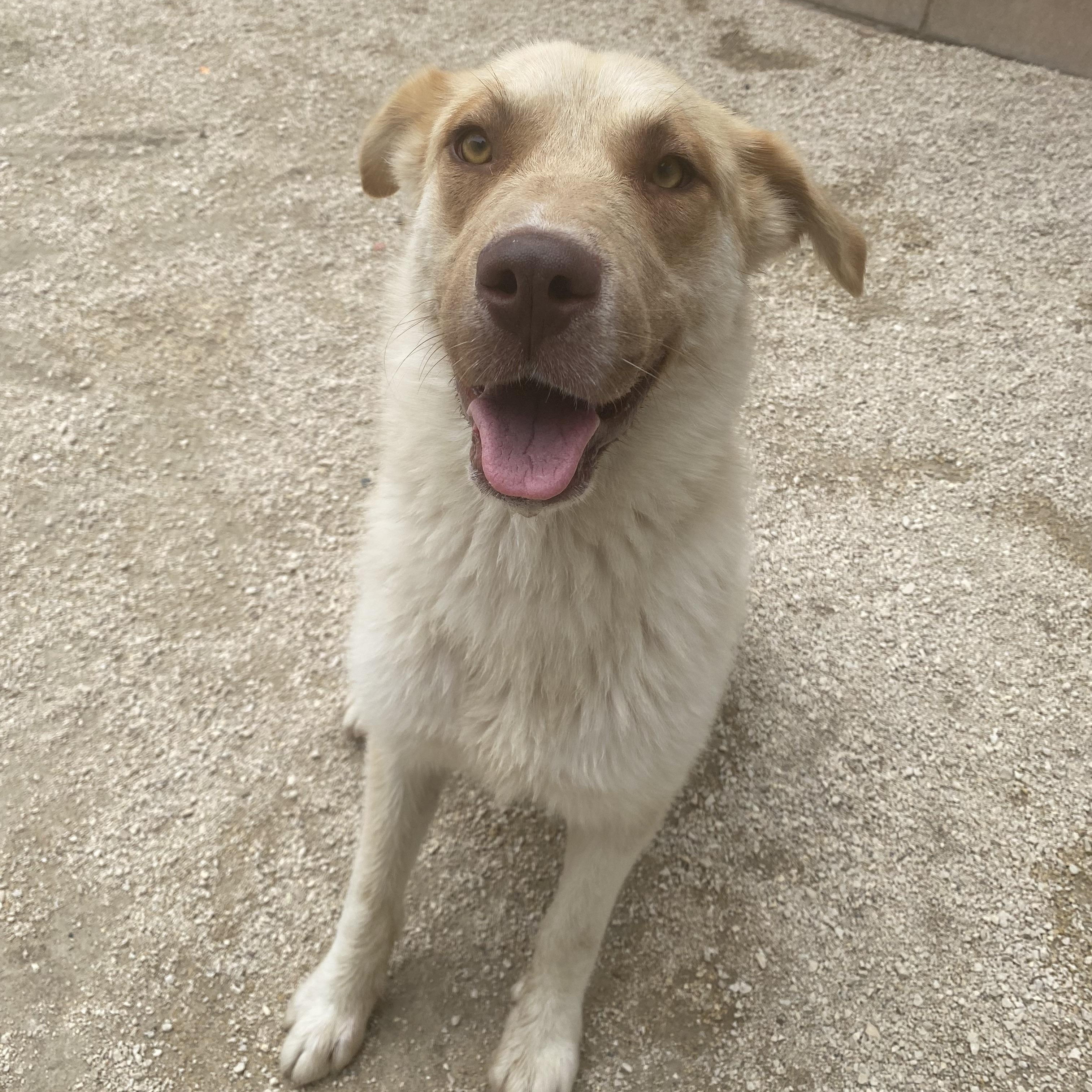 Acorn, an adoptable mixed breed in Winnipeg, MB image 1/2