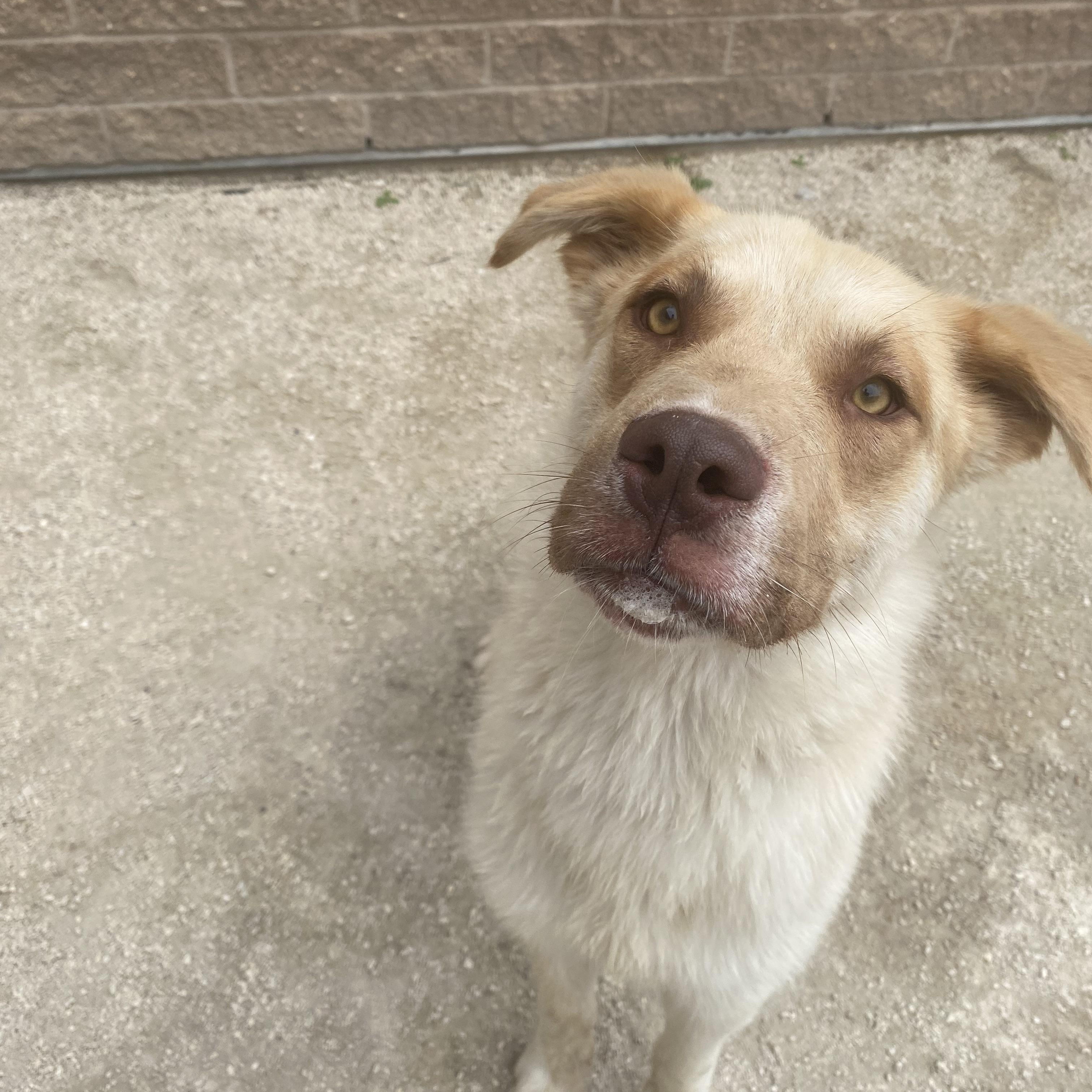 Acorn, an adoptable mixed breed in Winnipeg, MB image 2/2