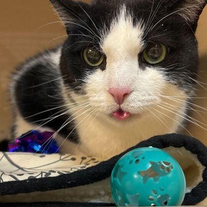 Enlarge Winter, a other Domestic Short Hair in Elyria, OH image 1/1