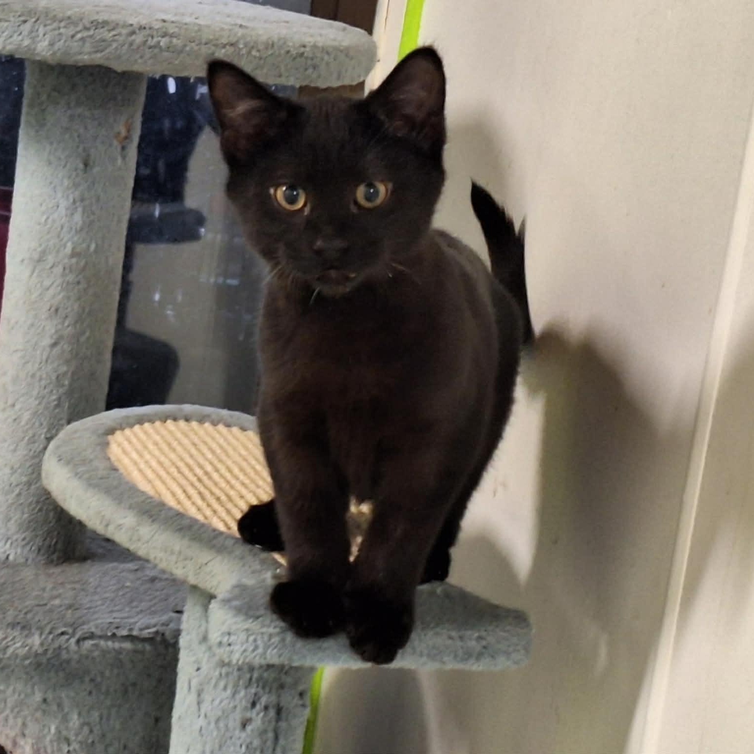 MojoJojo, Adopted, Kitten Male Domestic Short Hair.