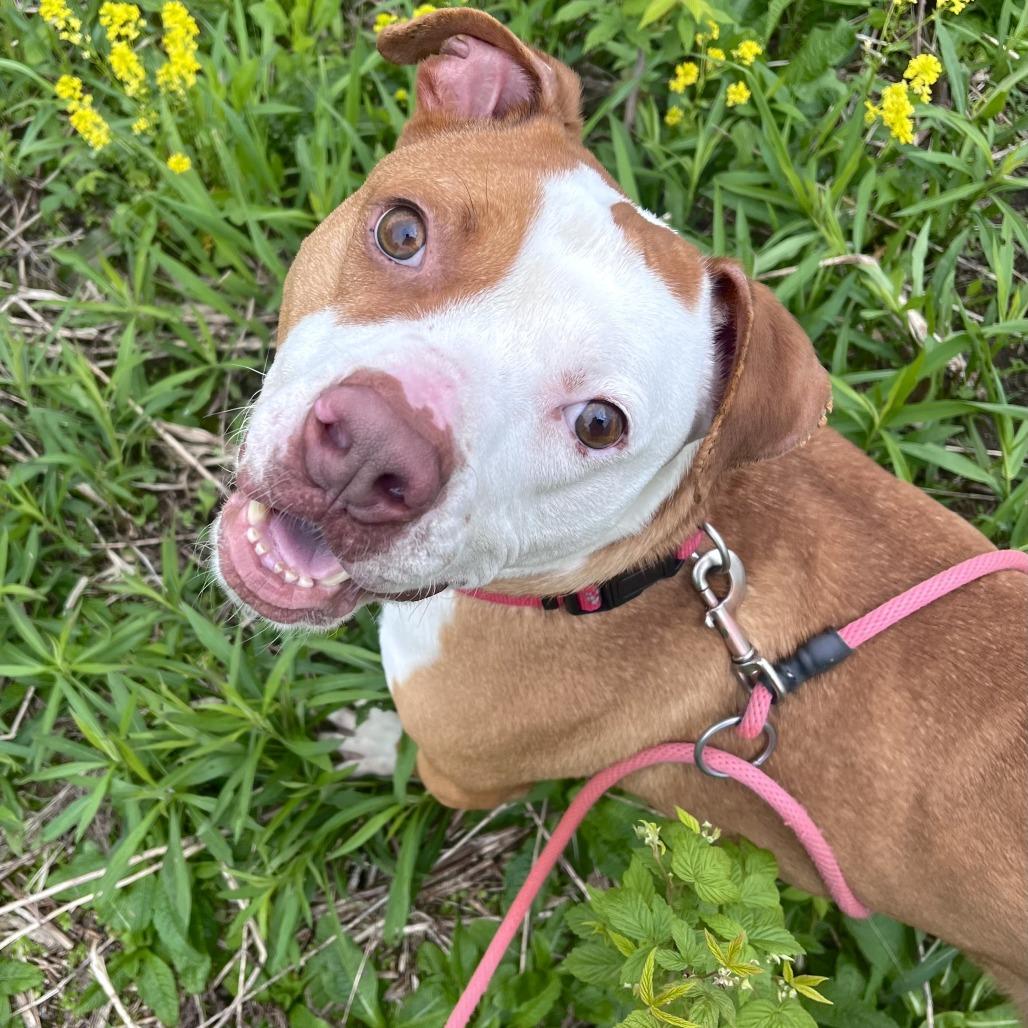 Dasher, Adoptable, Adult Male Mixed Breed.