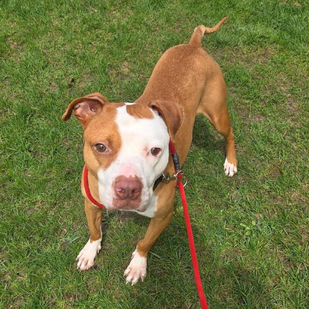 Enlarge Dasher, a Adoptable Mixed Breed in Grand Rapids, MI image 2/6
