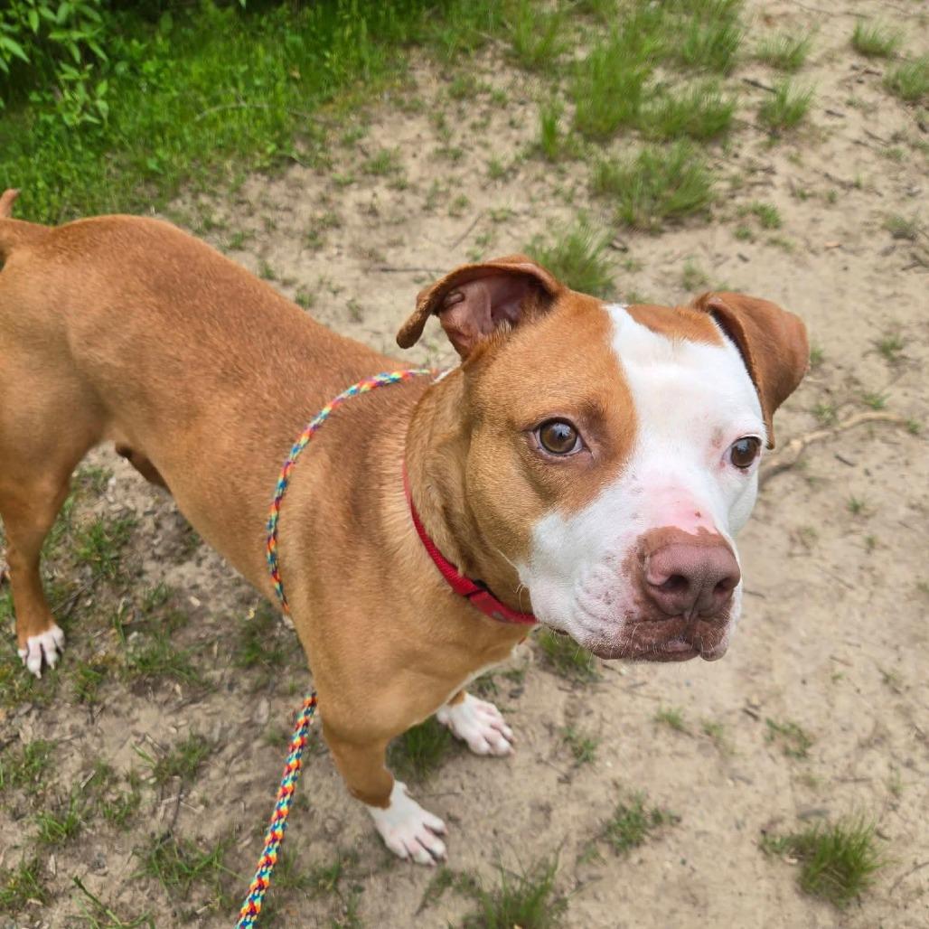 Enlarge Dasher, a Adoptable Mixed Breed in Grand Rapids, MI image 2/6