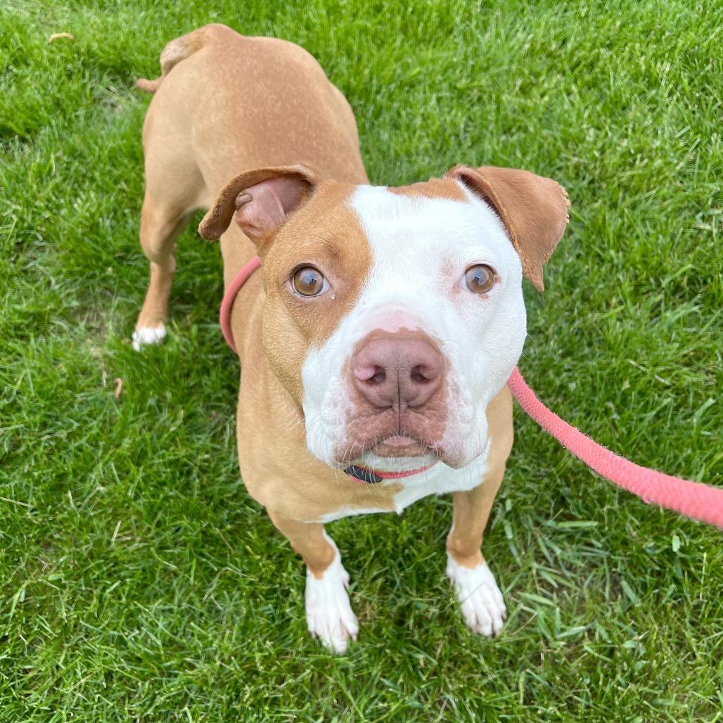 Enlarge Dasher, a Adoptable Mixed Breed in Grand Rapids, MI image 3/6
