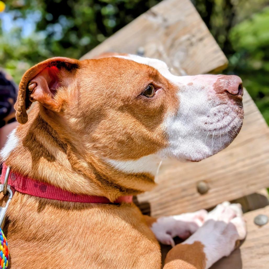 Enlarge Dasher, a Adoptable Mixed Breed in Grand Rapids, MI image 4/6