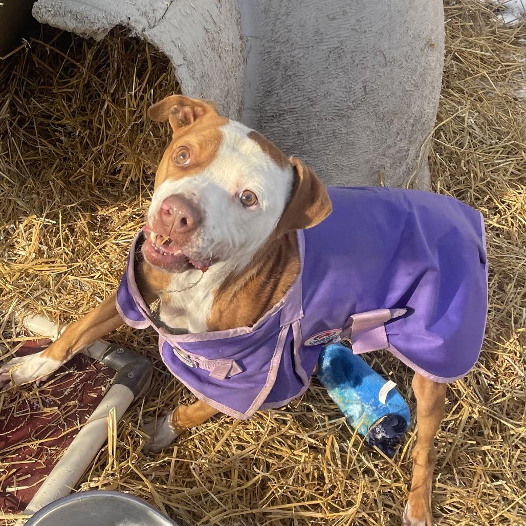 Enlarge Dasher, a Adoptable Mixed Breed in Grand Rapids, MI image 5/6
