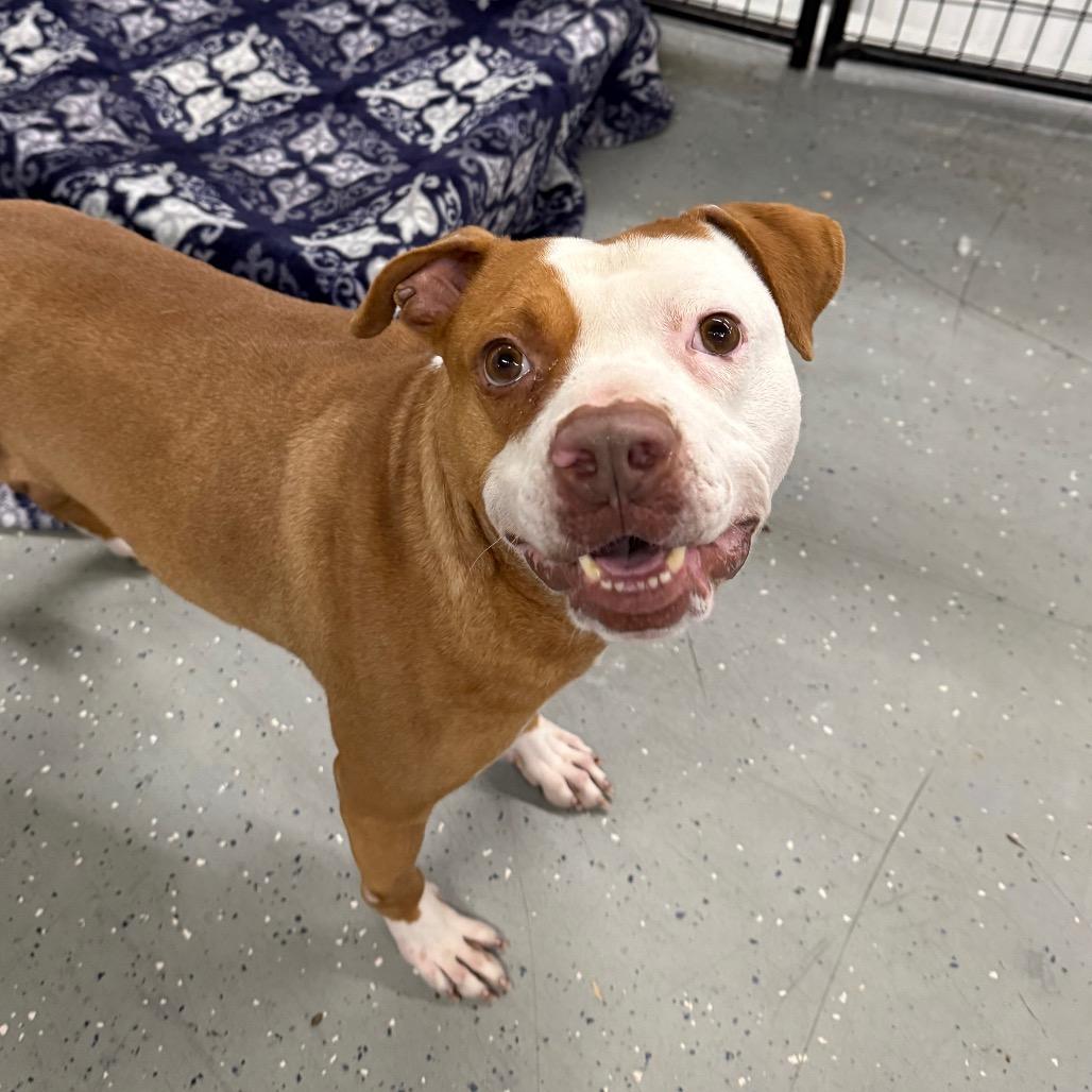 Enlarge Dasher, a Adoptable Mixed Breed in Grand Rapids, MI image 6/6