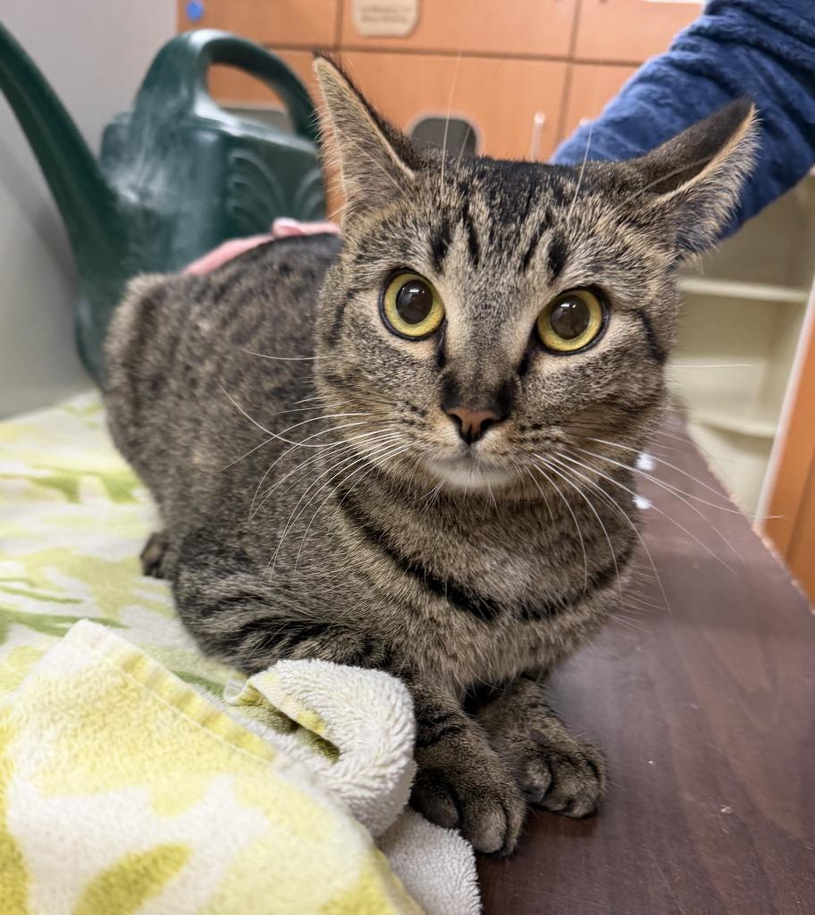 LAMBY, Adoptable, Adult Female Domestic Short Hair.